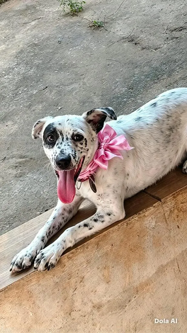 Cachorro raça SRD-ViraLata idade 1 ano nome pipoca 