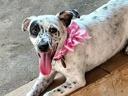 Cachorro raça SRD-ViraLata idade 1 ano nome pipoca 