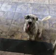 pipoca 