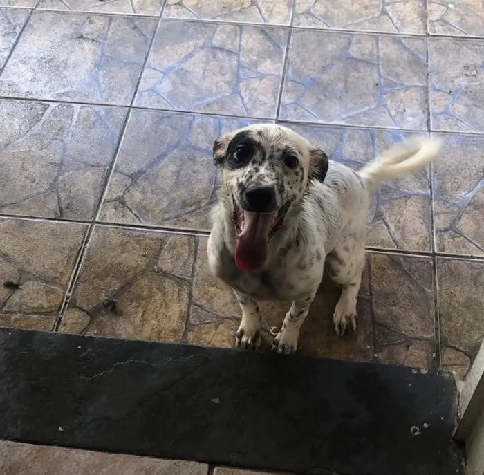Cachorro raça SRD-ViraLata idade 1 ano nome pipoca 