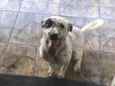 pipoca 