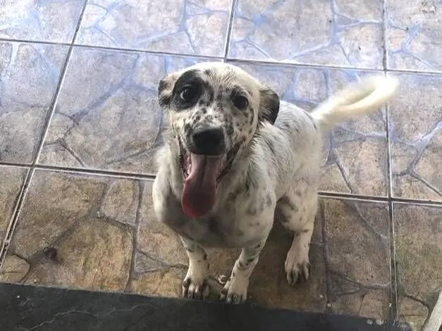 Cachorro raça SRD-ViraLata idade 1 ano nome pipoca 