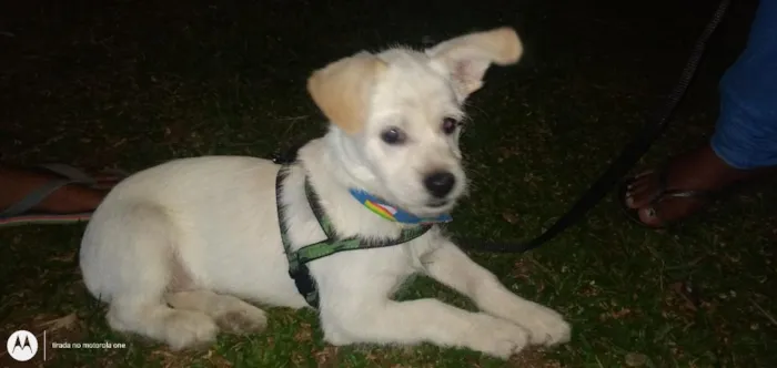 Cachorro raça SRD-ViraLata idade 4 anos nome DUQUE 