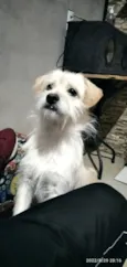DUQUE 
