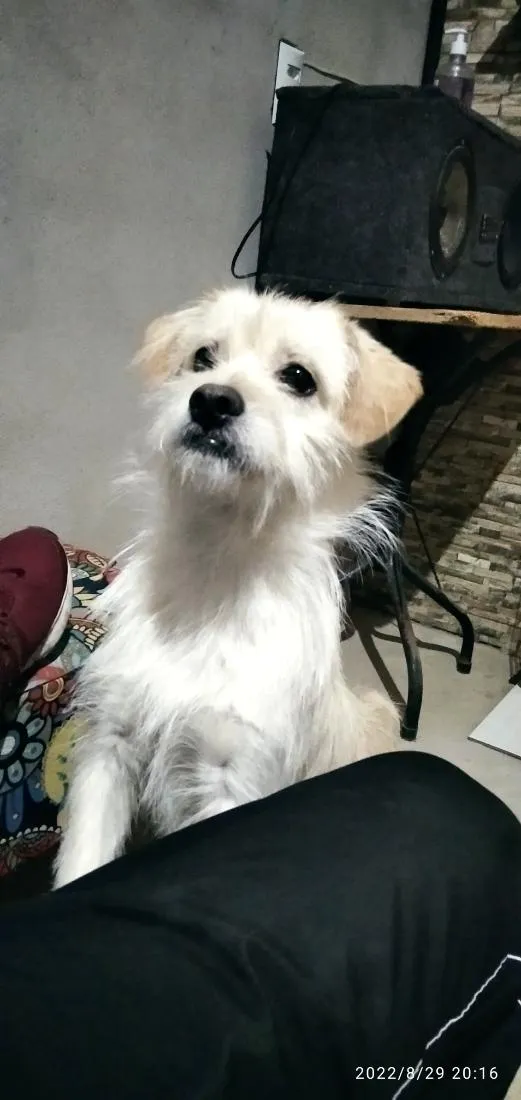 Cachorro raça SRD-ViraLata idade 4 anos nome DUQUE 