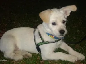 Cachorro raça SRD-ViraLata idade 4 anos nome DUQUE 