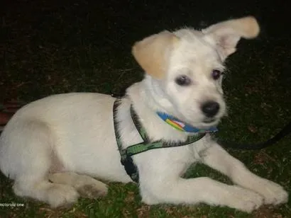Cachorro raça SRD-ViraLata idade 4 anos nome DUQUE 