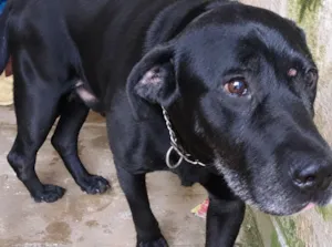 Cachorro raça SRD-ViraLata idade 6 ou mais anos nome Preto