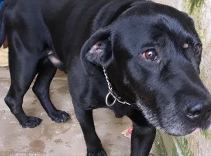 Cachorro raça SRD-ViraLata idade 6 ou mais anos nome Preto