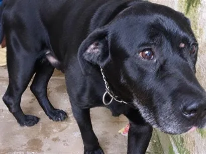 Cachorro raça SRD-ViraLata idade 6 ou mais anos nome Preto