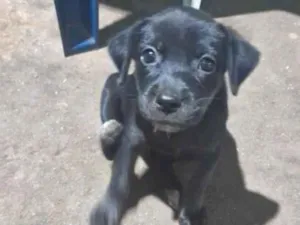 Cachorro raça SRD-ViraLata idade 2 a 6 meses nome Lindinha 