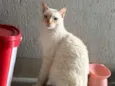 yudi