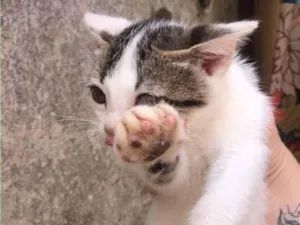 Gato raça SRD-ViraLata idade Abaixo de 2 meses nome Névoa, Pantera Negra,  Marrie, Tico.