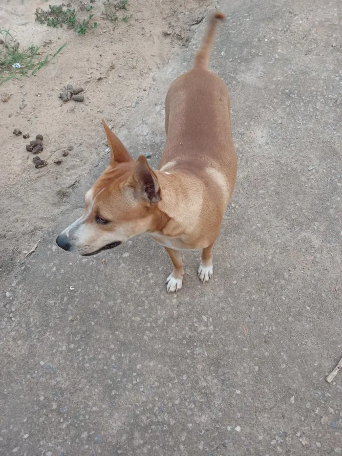 Cachorro raça SRD-ViraLata idade 1 ano nome Amora