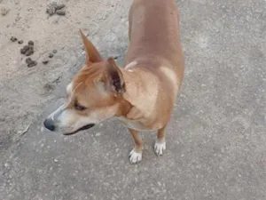 Cachorro raça SRD-ViraLata idade 1 ano nome Amora