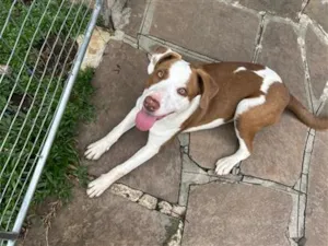 Cachorro raça SRD-ViraLata idade 1 ano nome Akira