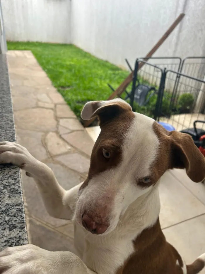 Cachorro raça SRD-ViraLata idade 1 ano nome Akira