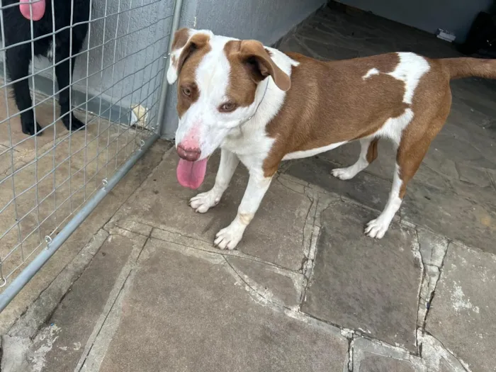 Cachorro raça SRD-ViraLata idade 1 ano nome Akira
