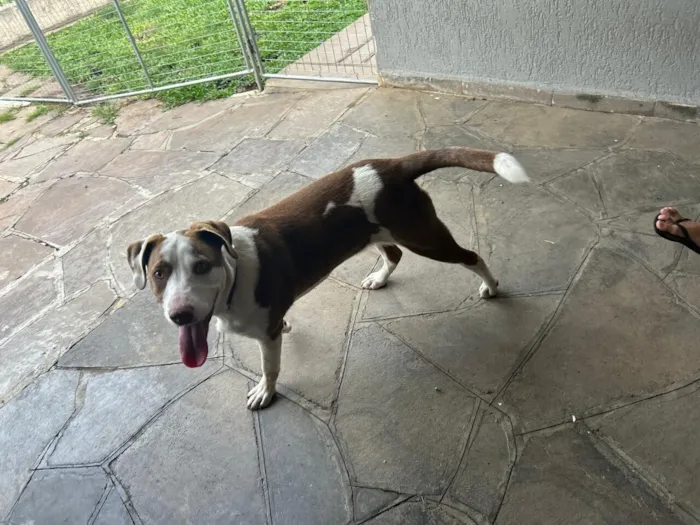 Cachorro raça SRD-ViraLata idade 1 ano nome Akira