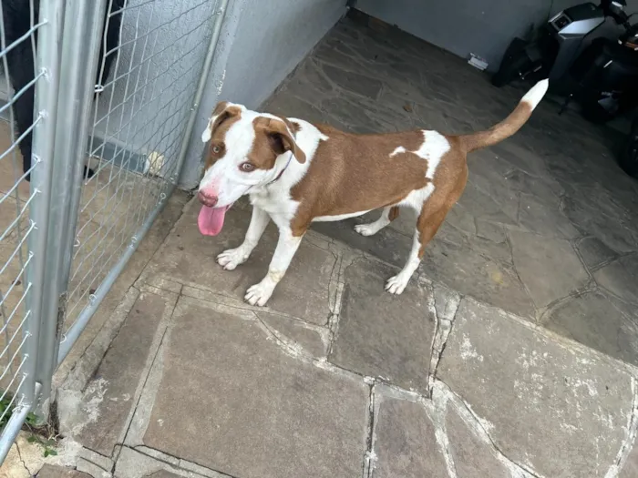 Cachorro raça SRD-ViraLata idade 1 ano nome Akira