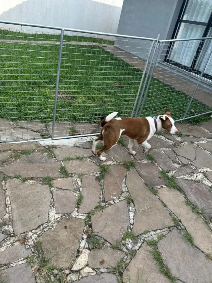 Cachorro raça SRD-ViraLata idade 1 ano nome Akira