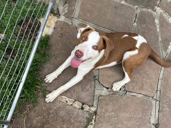 Cachorro raça SRD-ViraLata idade 1 ano nome Akira