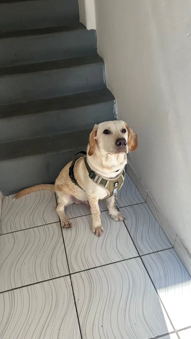 Cachorro raça SRD-ViraLata idade 1 ano nome Barthô 