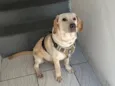 Barthô