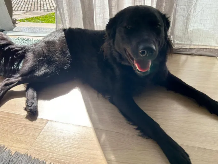 Cachorro raça SRD-ViraLata idade 4 anos nome Cacau