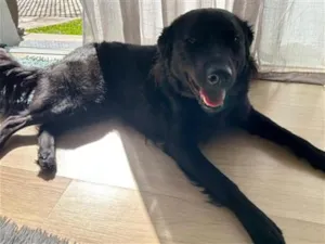 Cachorro raça SRD-ViraLata idade 4 anos nome Cacau