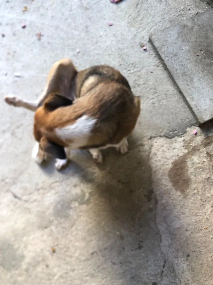 Cachorro raça SRD-ViraLata idade 7 a 11 meses nome Lizzie 