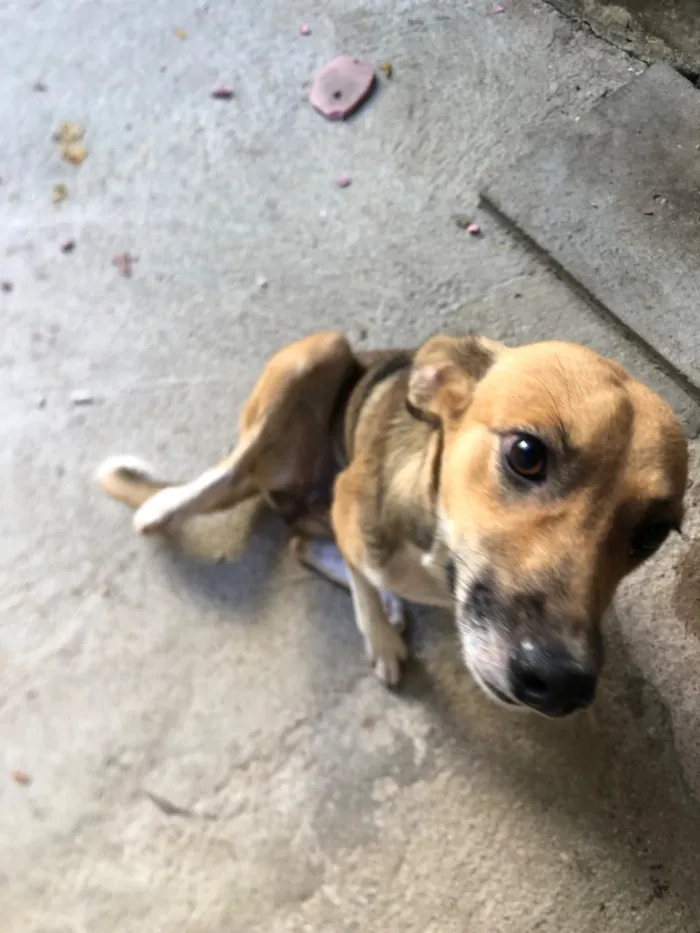 Cachorro raça SRD-ViraLata idade 7 a 11 meses nome Lizzie 