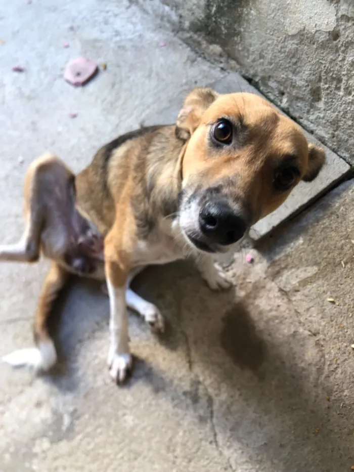 Cachorro raça SRD-ViraLata idade 7 a 11 meses nome Lizzie 