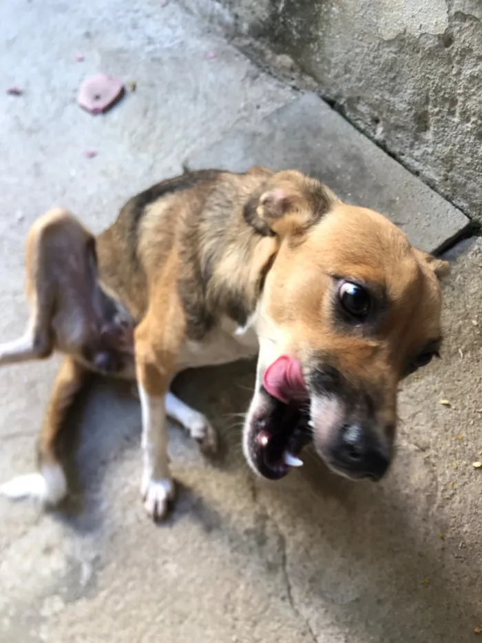 Cachorro raça SRD-ViraLata idade 7 a 11 meses nome Lizzie 