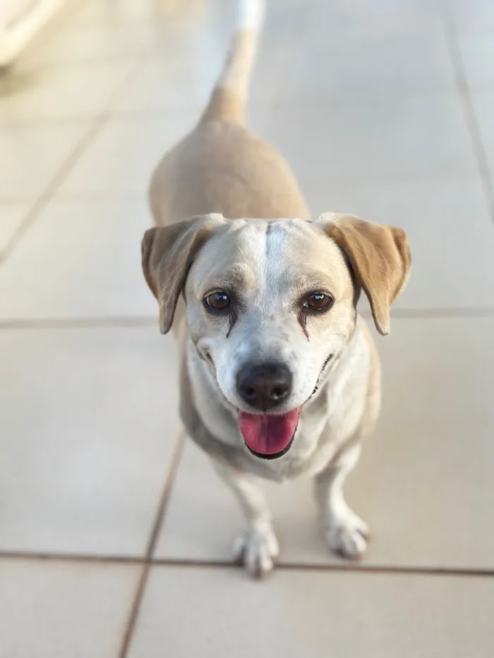 Cachorro raça SRD-ViraLata idade 6 ou mais anos nome Dulce