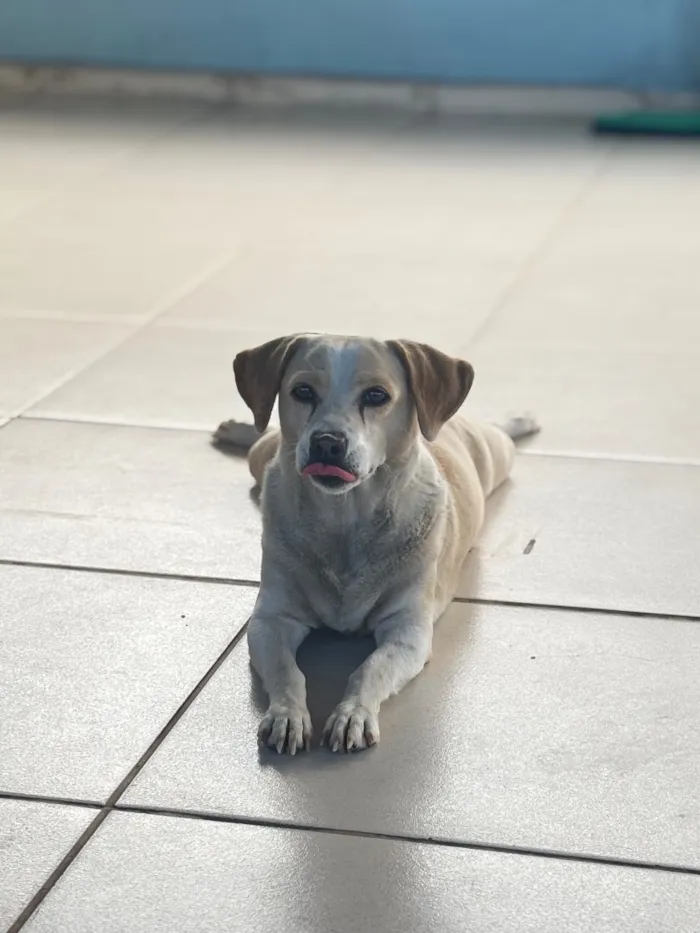 Cachorro raça SRD-ViraLata idade 6 ou mais anos nome Dulce