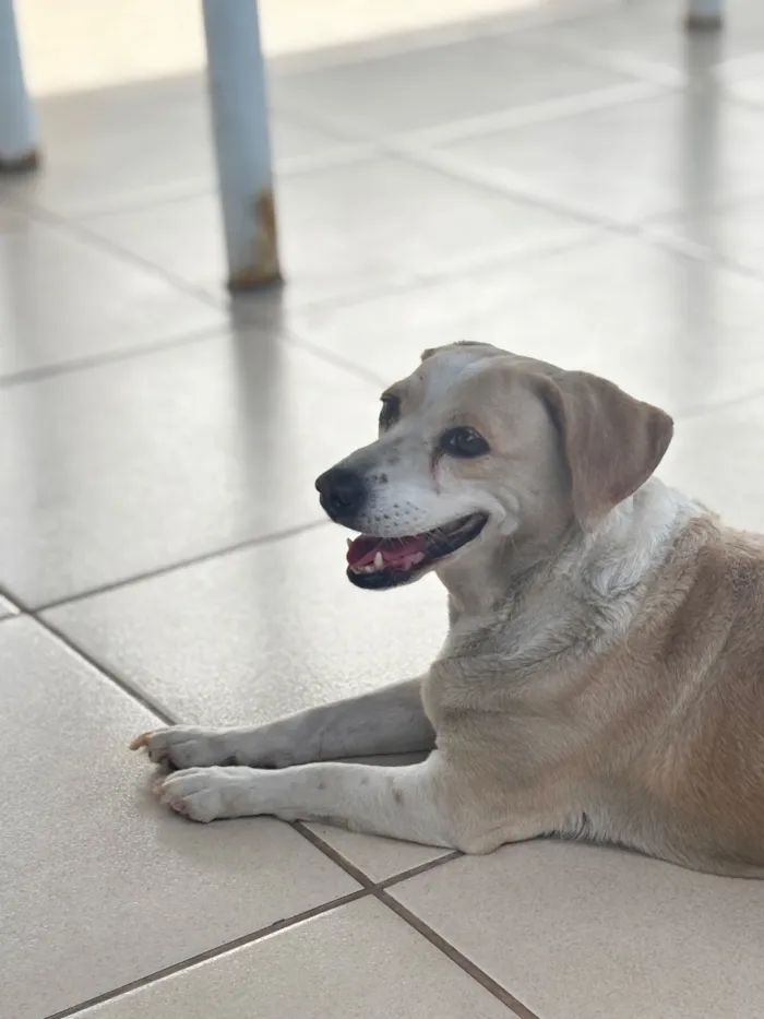 Cachorro raça SRD-ViraLata idade 6 ou mais anos nome Dulce