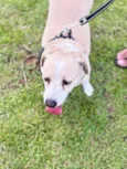 Dulce