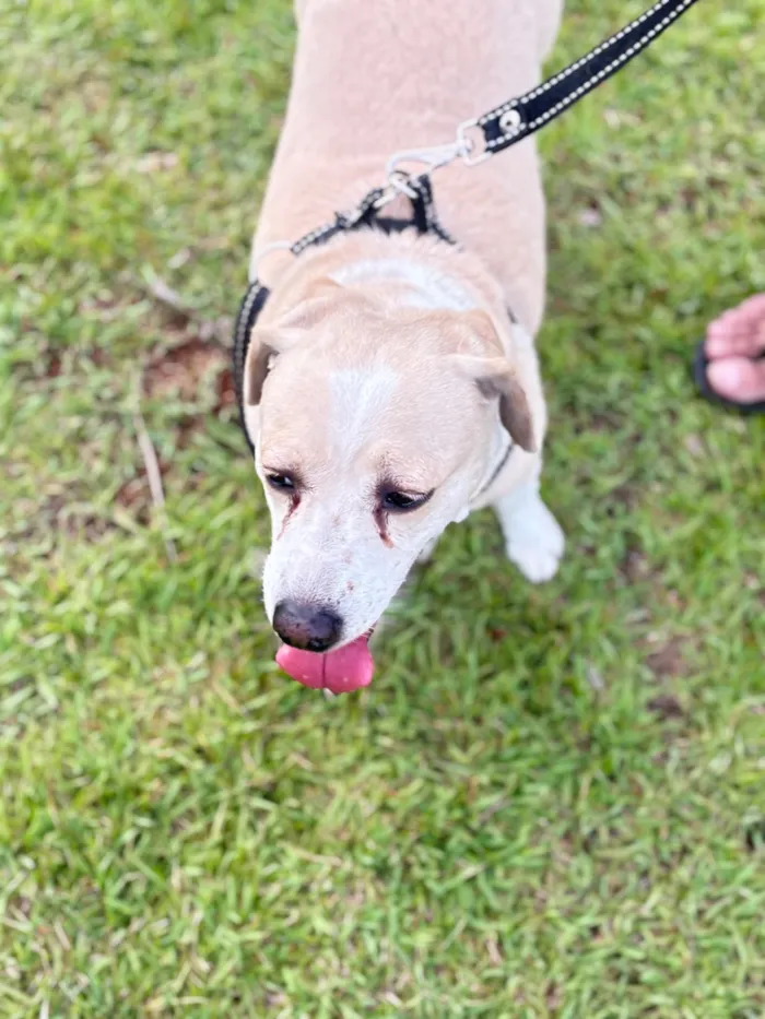 Cachorro raça SRD-ViraLata idade 6 ou mais anos nome Dulce