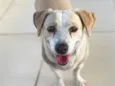 Dulce
