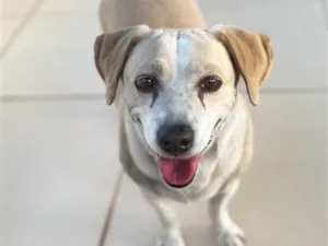 Cachorro raça SRD-ViraLata idade 6 ou mais anos nome Dulce