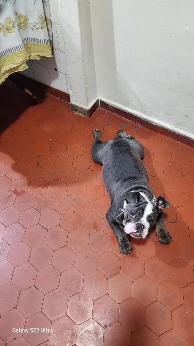 Cachorro raça SRD-ViraLata idade 2 anos nome Hades