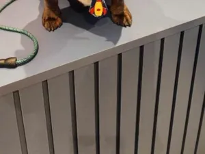 Cachorro raça SRD-ViraLata idade 2 anos nome Hades