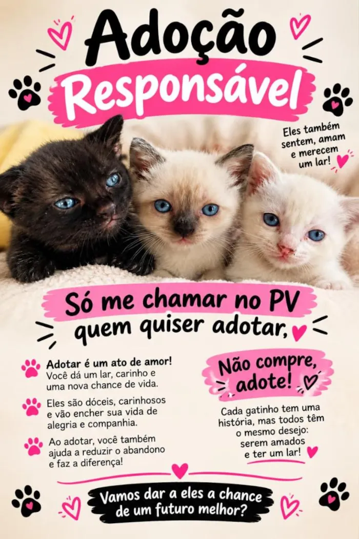 Gato raça SRD-ViraLata idade 2 a 6 meses nome não tem 