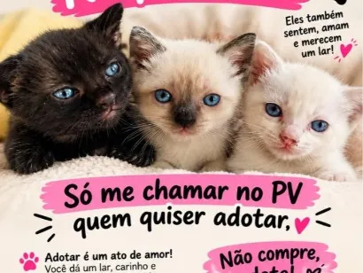 Gato raça SRD-ViraLata idade 2 a 6 meses nome não tem 