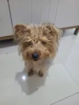 Paçoca