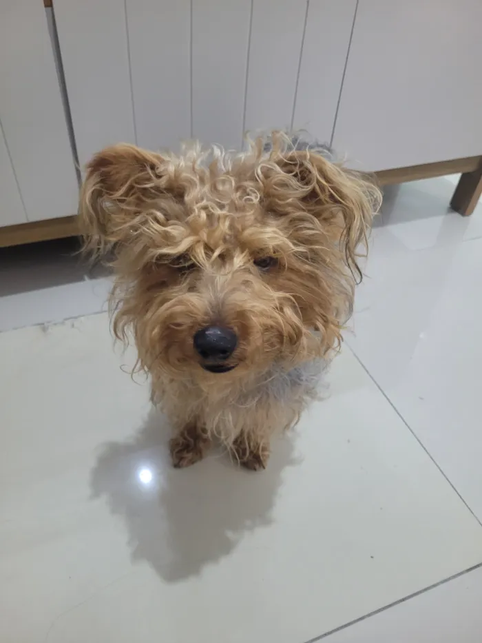 Cachorro raça SRD-ViraLata idade 1 ano nome Paçoca