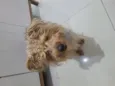 Paçoca