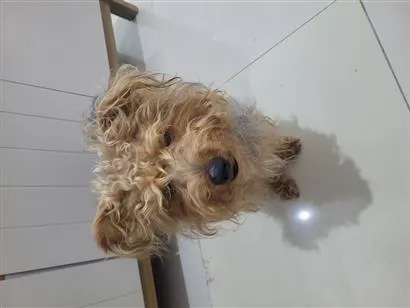 Cachorro raça SRD-ViraLata idade 1 ano nome Paçoca