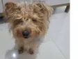 Paçoca